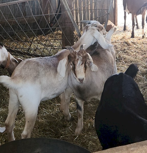 Wether goats