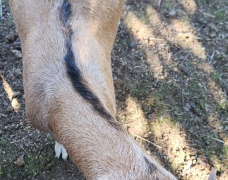 Wether goats