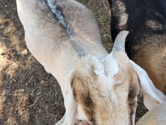 Wether goats