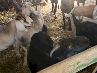 Wether goats