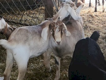 Wether goats