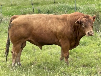 Limousin Bull. Red homo polled. Proven sire