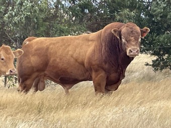 Limousin bull, Apricot, Polled