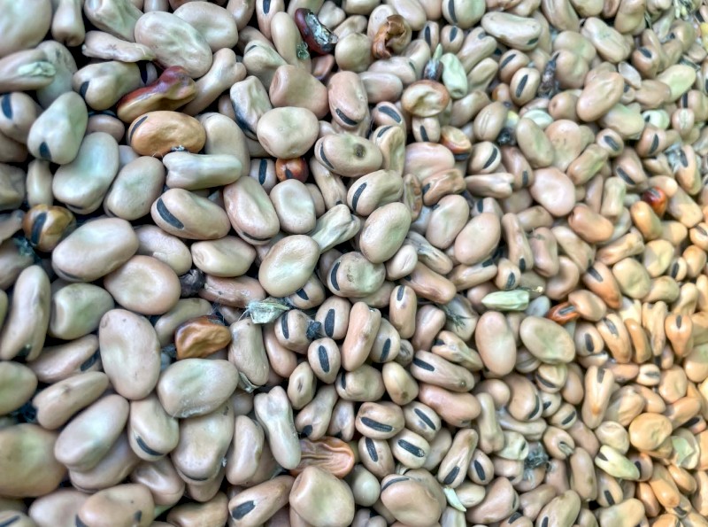 60t Samira Faba Beans