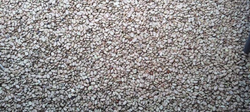 beans amberly