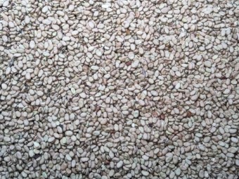 beans amberly