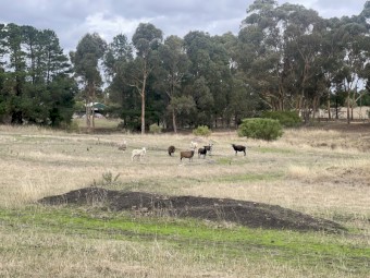 Mixed Breed Sheep for sale - 10 Ewes, 1 ram