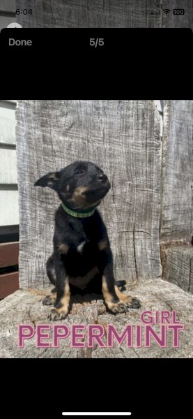 Purebred Australian Kelpies