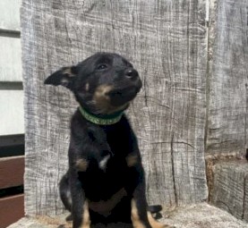 Purebred Australian Kelpies