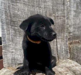 Purebred Australian Kelpies