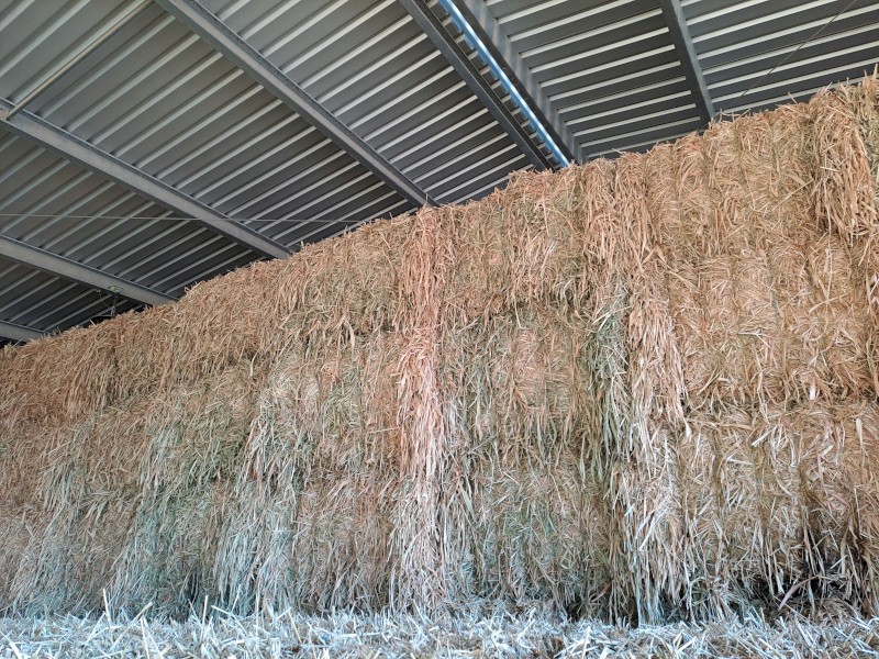 SSS Sorghum Hay current season