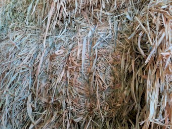 SSS Sorghum Hay current season