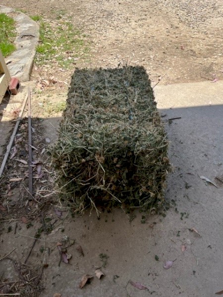 Lucerne Hay in small squares