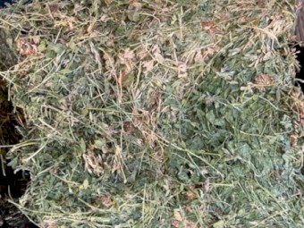 Lucerne Hay in small squares