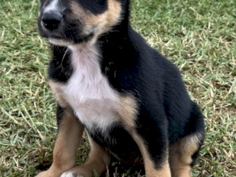 Kelpie pups 