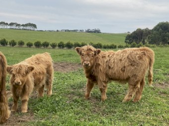Pure Highland calves