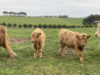 Pure Highland calves