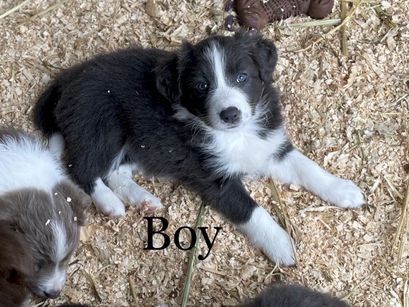 Border Collie pups