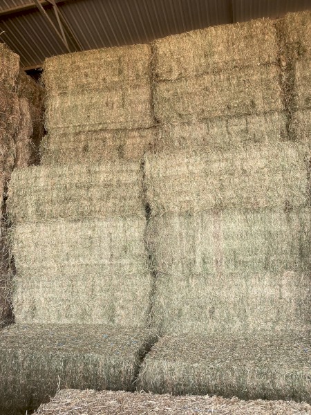 Lucerne Hay