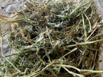 Lucerne Hay