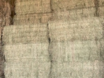 Lucerne Hay