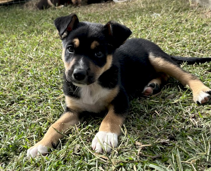 Kelpie pups 