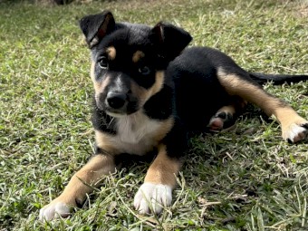 Kelpie pups 