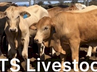 50 Charbray, Brahman x steers 