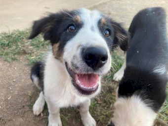 Pedigree Border Collie Puppies