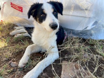 Pedigree Border Collie Puppies