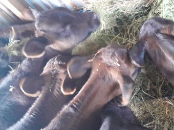 8 x weaned jersey x freisian heifers