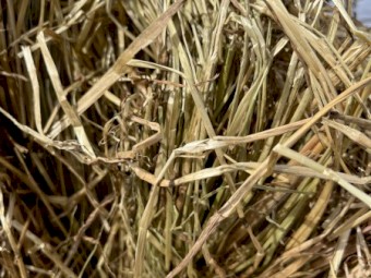 Rye/oaten/vetch hay