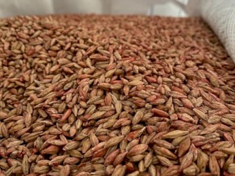Beardless Barley (Moby)