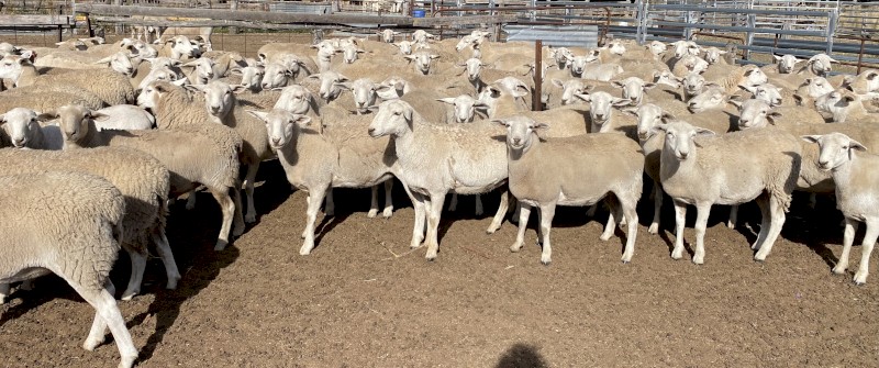 Australian White Ewe Lambs