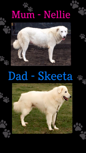 Maremma Purebred Female Working Dog 9 Months Old