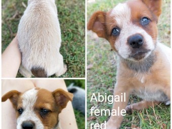 Purebred Australian Cattle Dog Puppies 