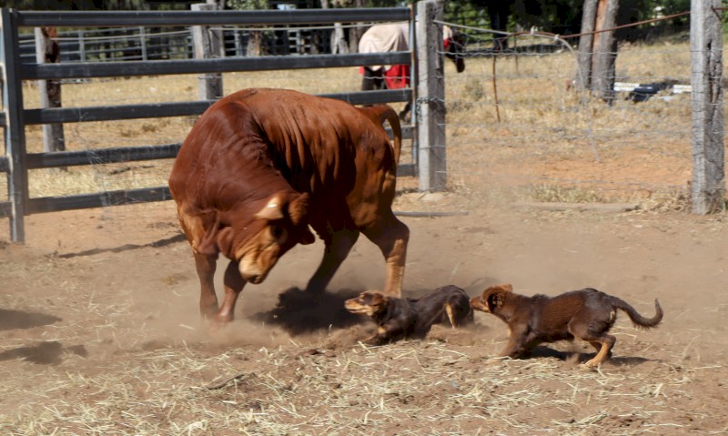 Kelpie Working Cattle Dogs