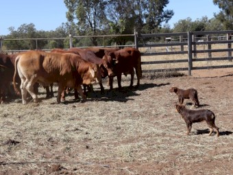 Kelpie Working Cattle Dogs