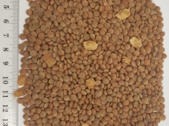 WANTED Export Grade Lentils