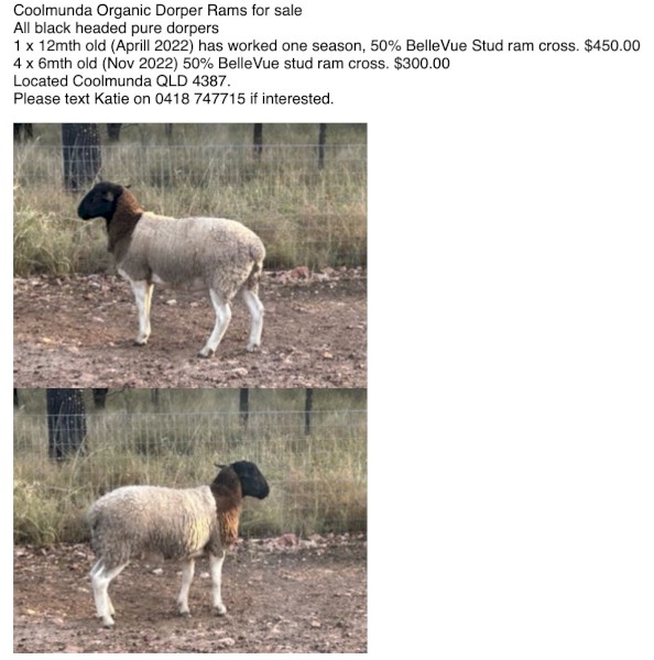 Dorper Rams