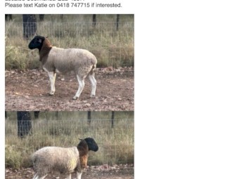 Dorper Rams
