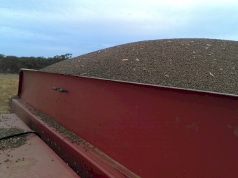 Rasina Vetch Seed