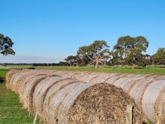 New Season Awnless Wheaten Hay