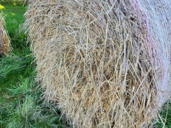 New Season Awnless Wheaten Hay