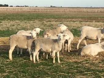 Australian White ewe lambs