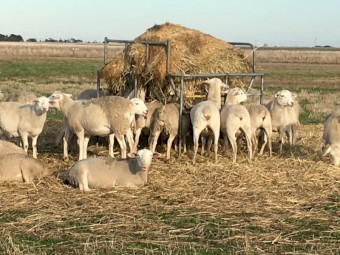 Australian White ewe lambs