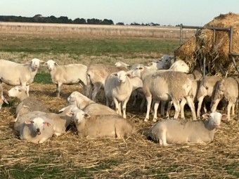 Australian White ewe lambs