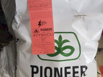 43Y92 CL seed