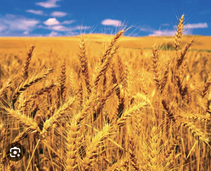 Stock feeds available