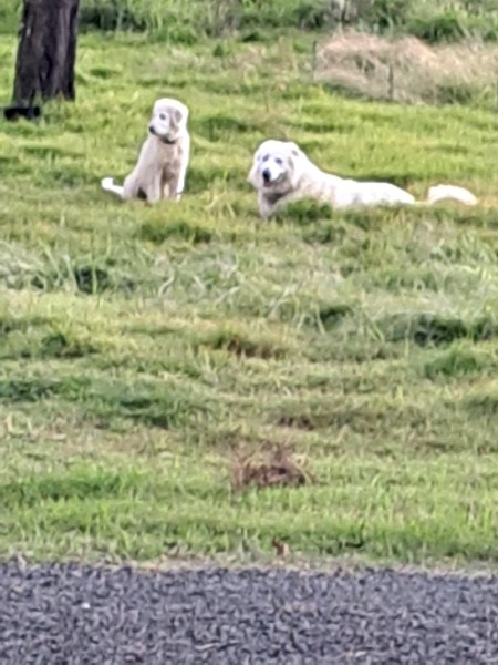 Maremma puppies
